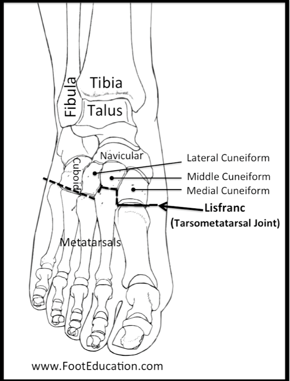 Anatomie Lisfrankova kloubu