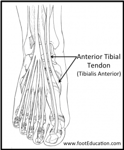 Tibialis anterior tendon anatomy
