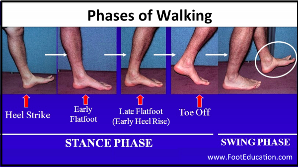 Biomechanics of walking- Phases of Walking