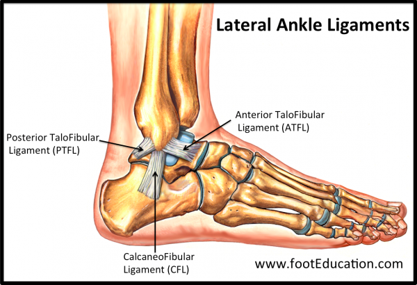 The Lateral Ligaments of the Ankle