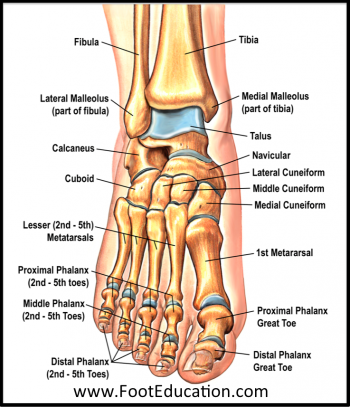 Bones and Joints of the Foot and Ankle Overview - FootEducation