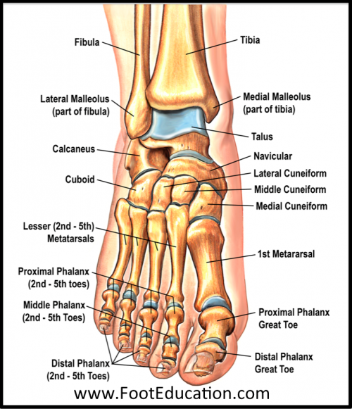 Bones and Joints of the Foot and Ankle Overview - FootEducation