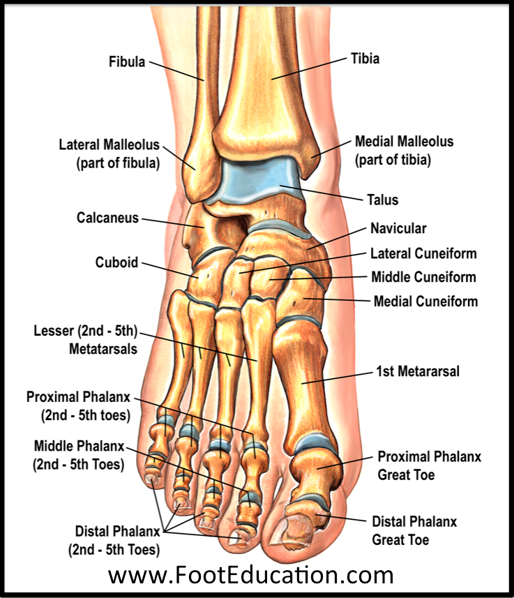Bones and Joints of the Foot and Ankle Overview FootEducation