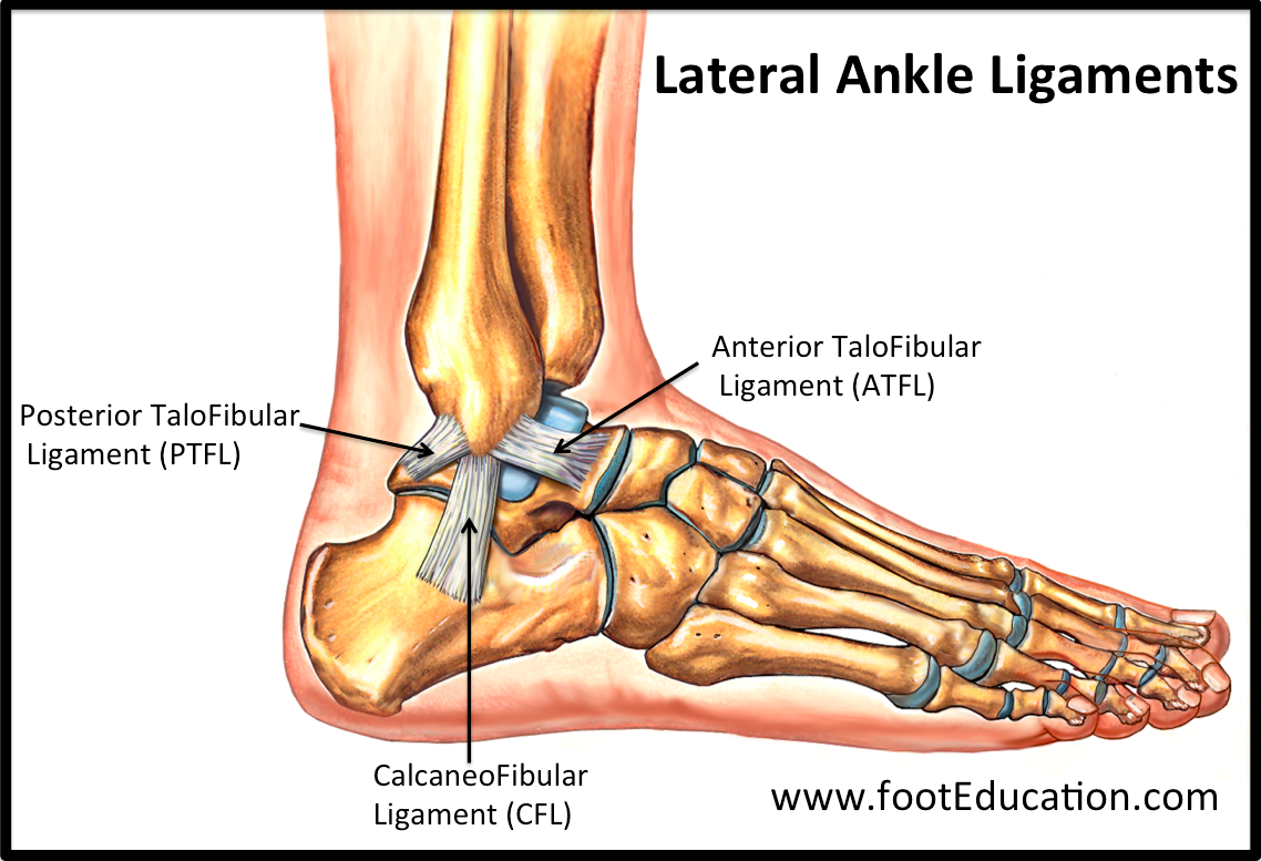 Ligaments of the Foot and Ankle Overview FootEducation