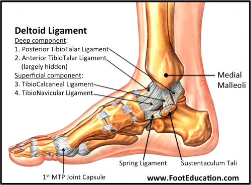 The deltoid ligament: an in-depth review of anatomy, function, and