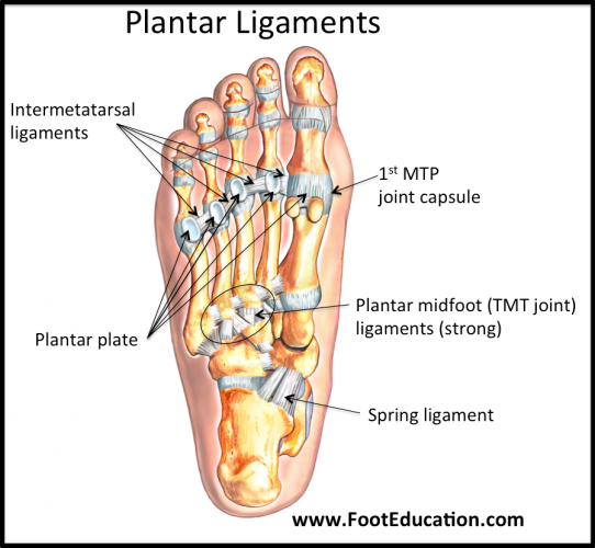 Ligaments of the Foot and Ankle Overview - FootEducation