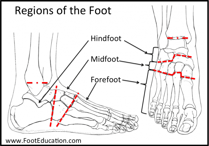 Bones and Joints of the Foot and Ankle Overview - FootEducation