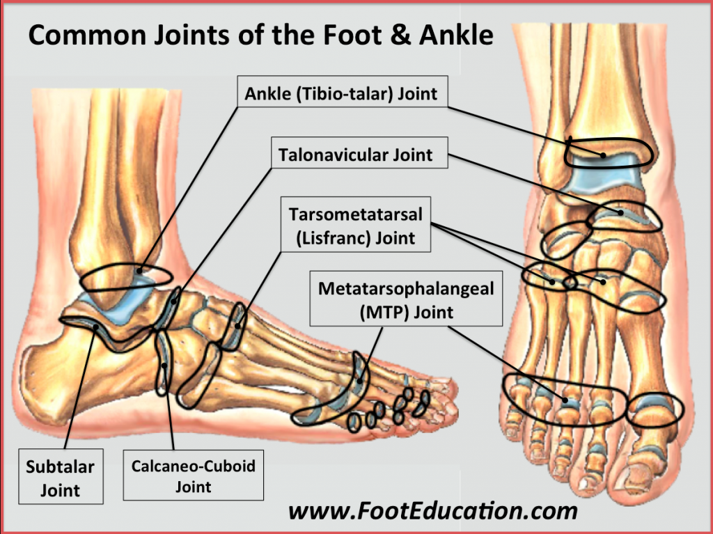 diagram-of-ankle