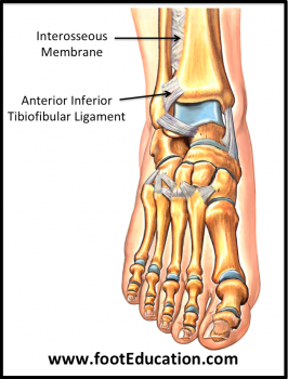 Ligaments of the Foot and Ankle Overview - FootEducation