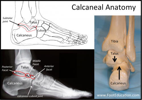 Calcaneal Anatomy, heel
