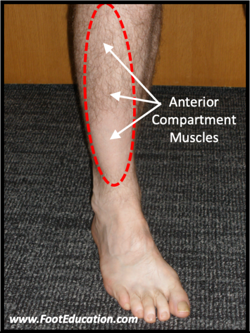 location of pain caused by an anterior tibialis strain or extensor muscle strain