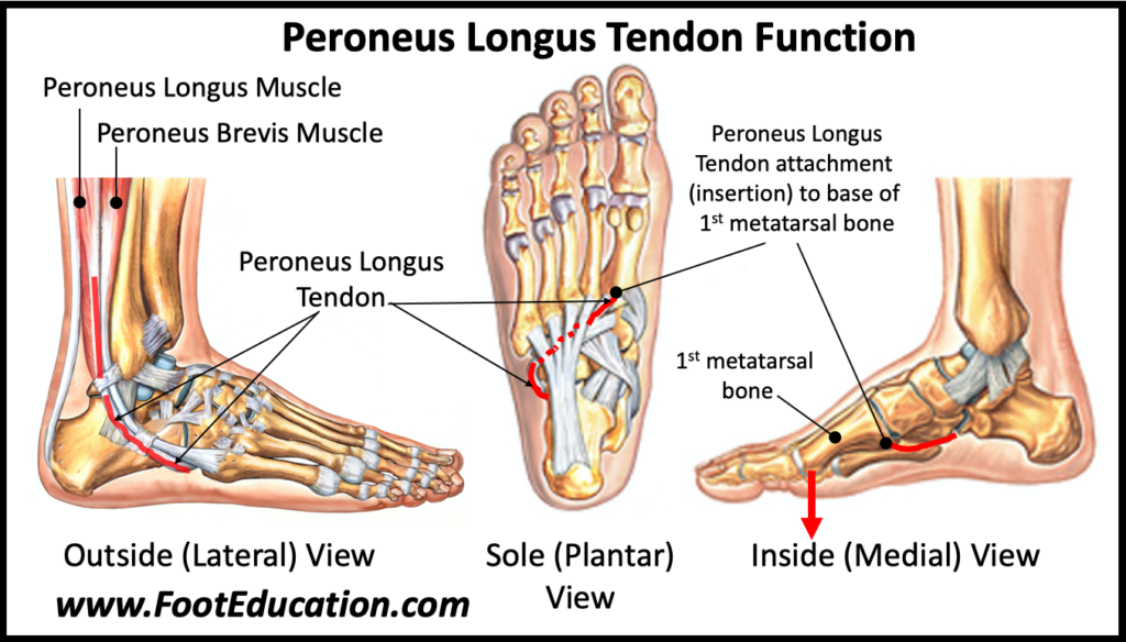 Anatomy and Function of Peroneus Longus leading to Peroenus Longus Overdrive