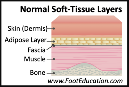 Normal Soft-Tissue Layers