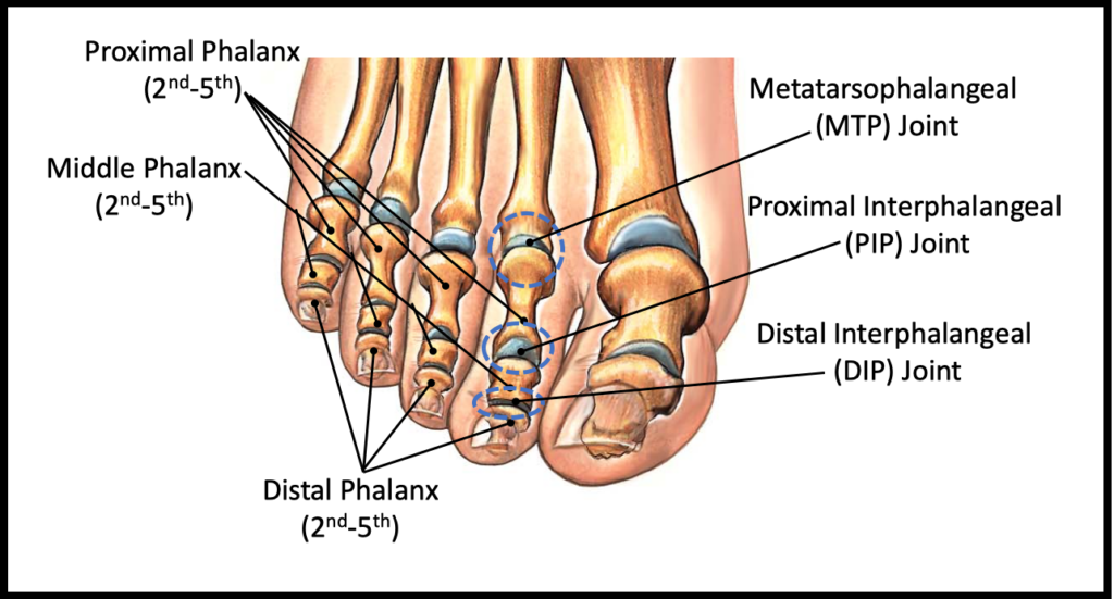 Toe Anatomy