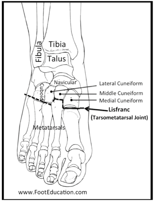 Articulation-de-Lisfranc