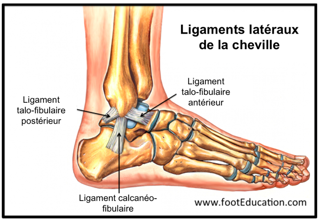 Les ligaments latéraux de la cheville