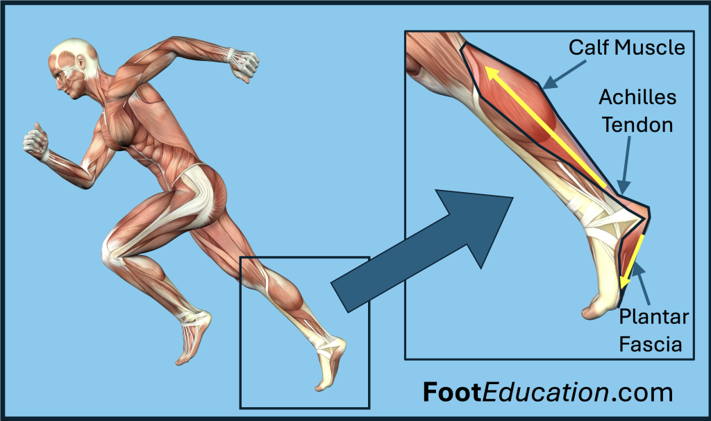 Interrelated forces of the calf muscle Achilles tendon and plantar fascia