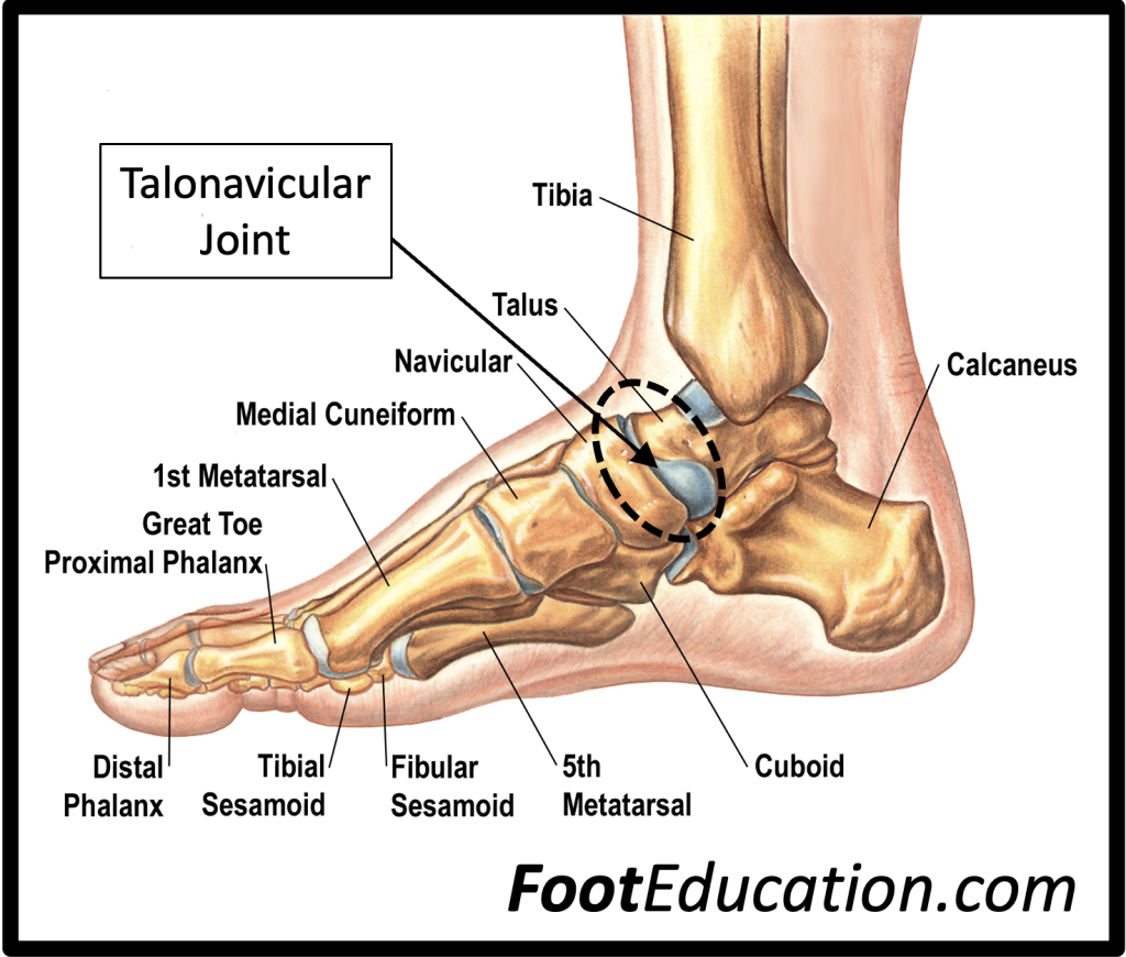 Illustration of the Talonavicular Joint