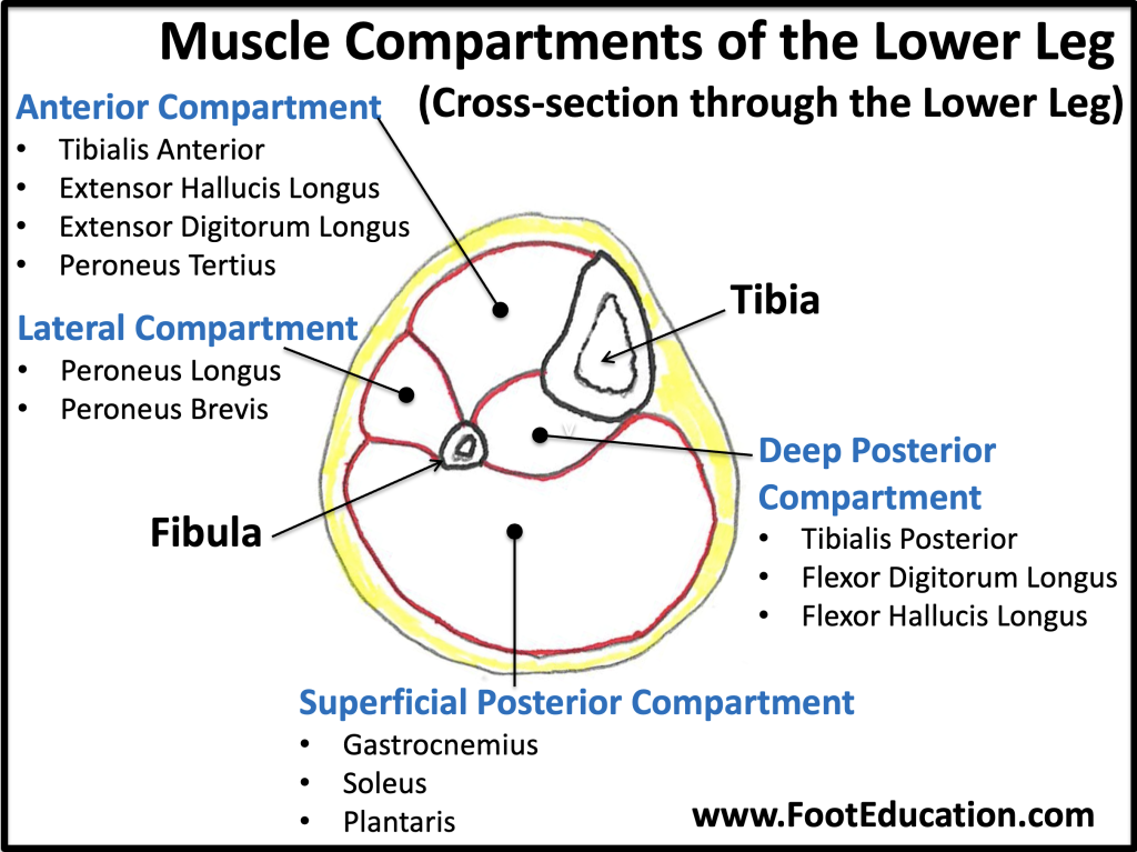 Illustration of a cross section of the muscle compartments of the lower leg