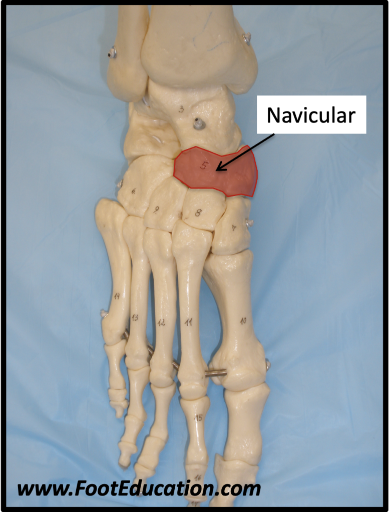Location of the Navicular Bone