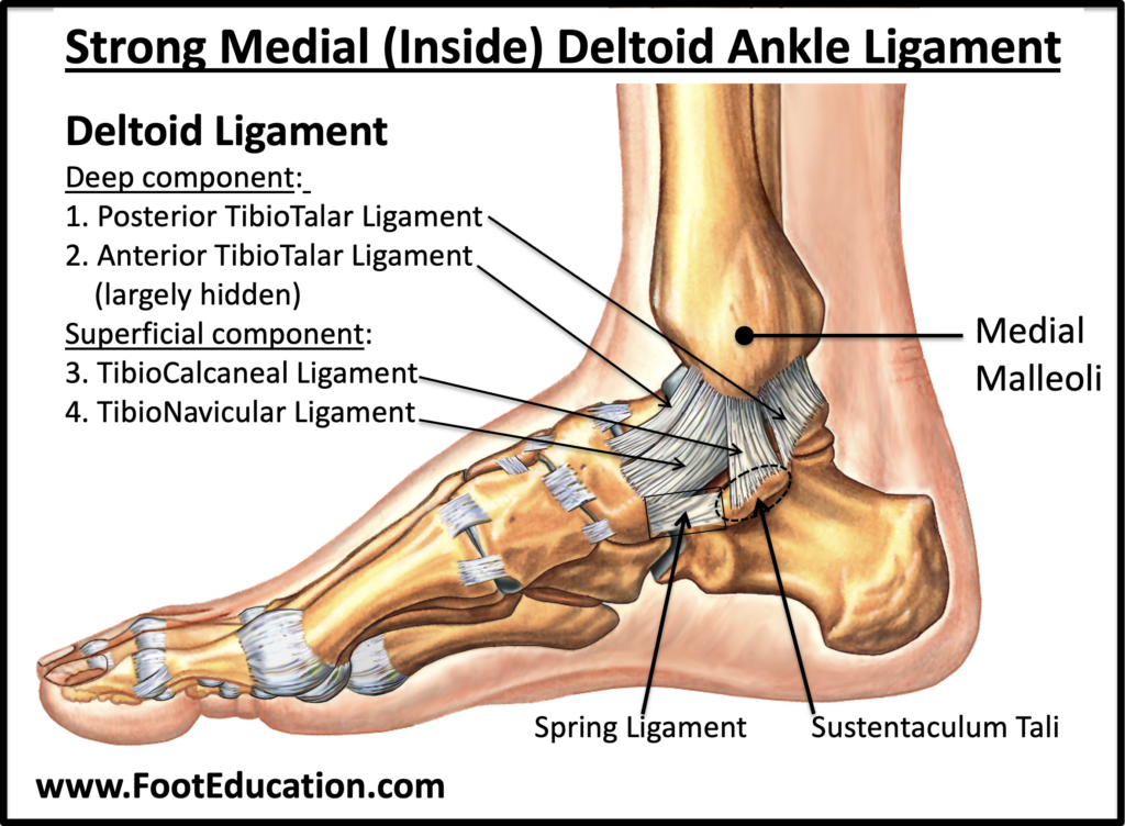 Illustration of the Strong Deltoid  Ligament located on the Medial (Inside) of the Ankle